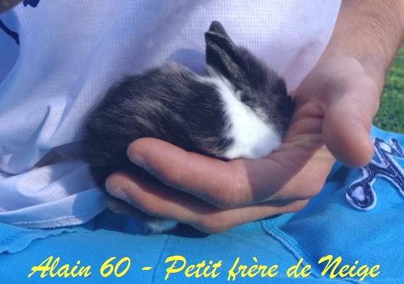 Lapin+.JPG