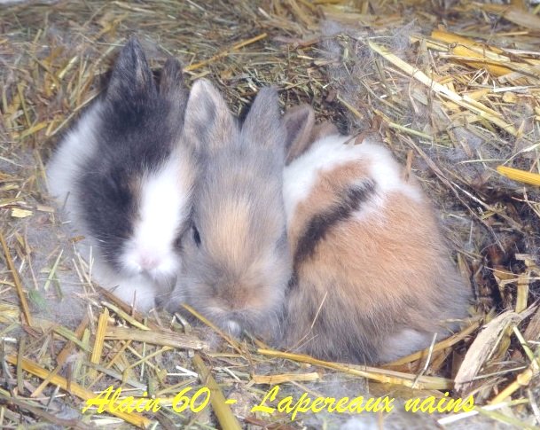 Lapins +.JPG