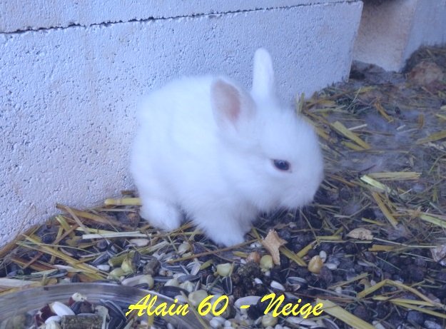 Neige+.JPG