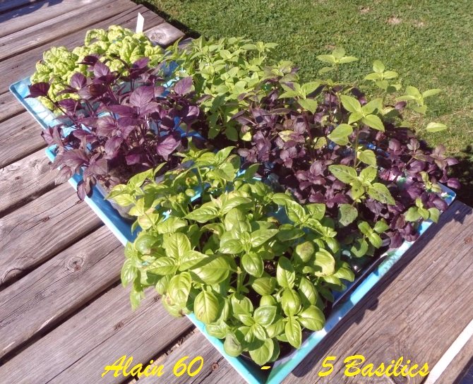 Basilic +.JPG