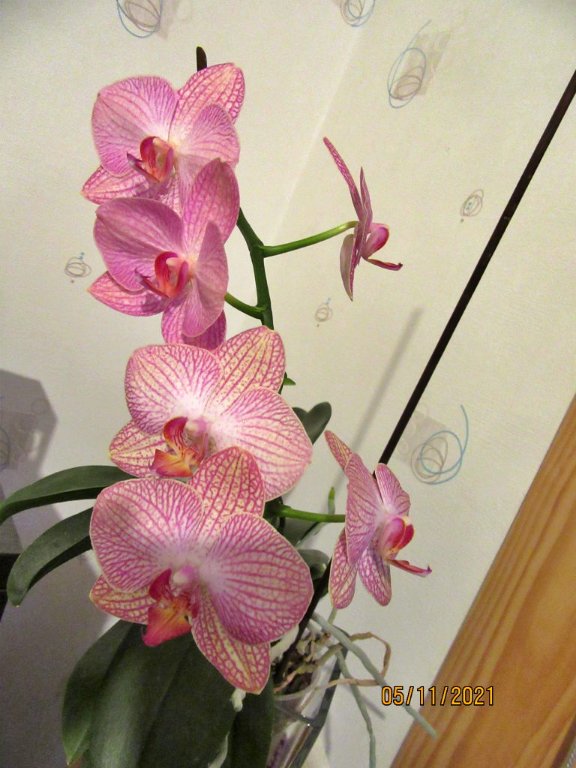 fin orchid6nov.jpeg