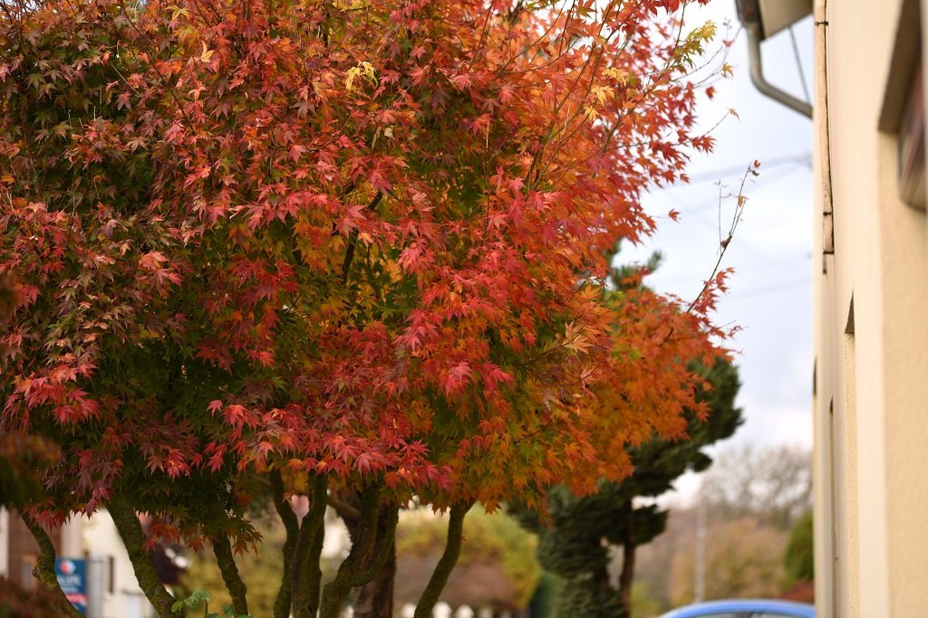 DSC_5677.JPG