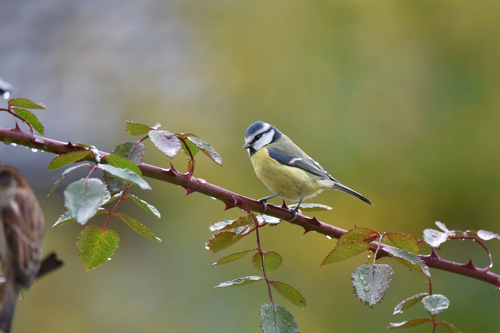 DSC_3177.JPG
