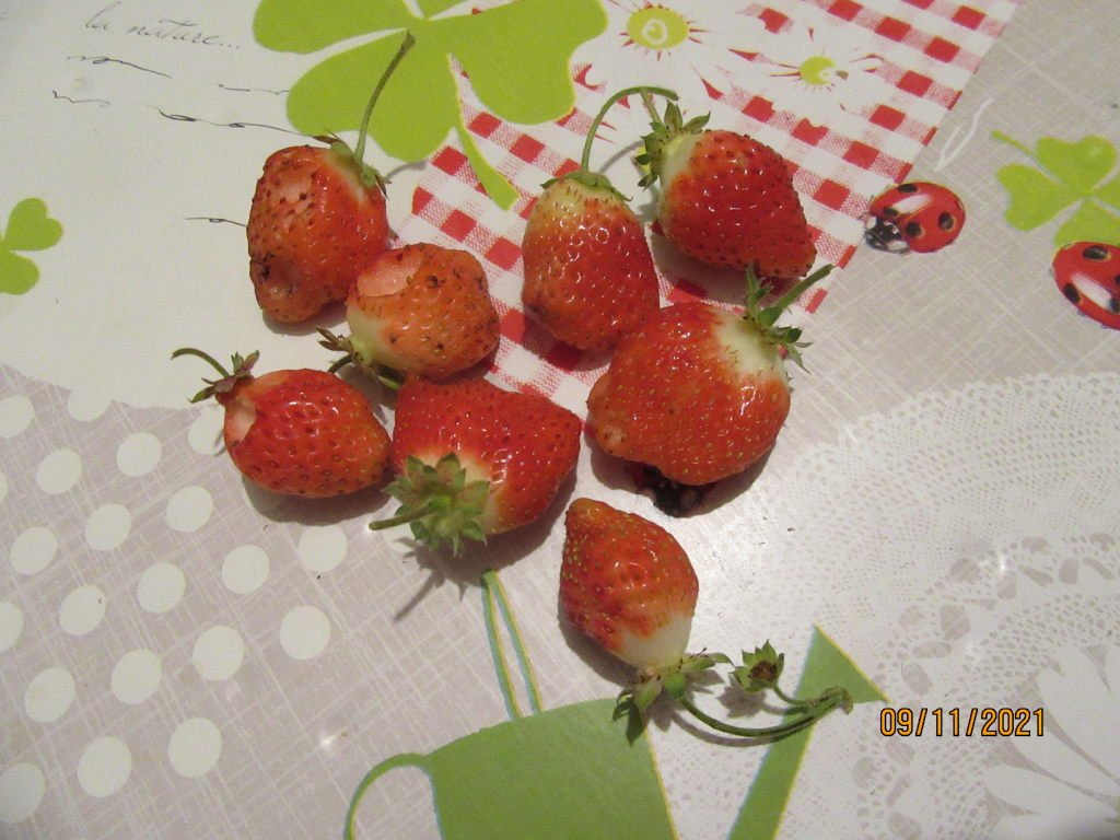 fraise 9nov.jpeg
