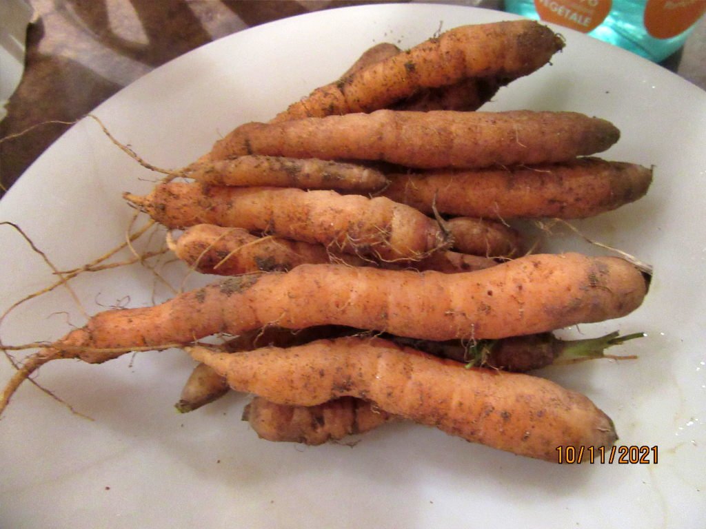 recolte carotte.jpeg