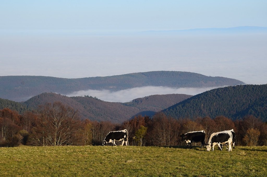 DSC_0164.JPG