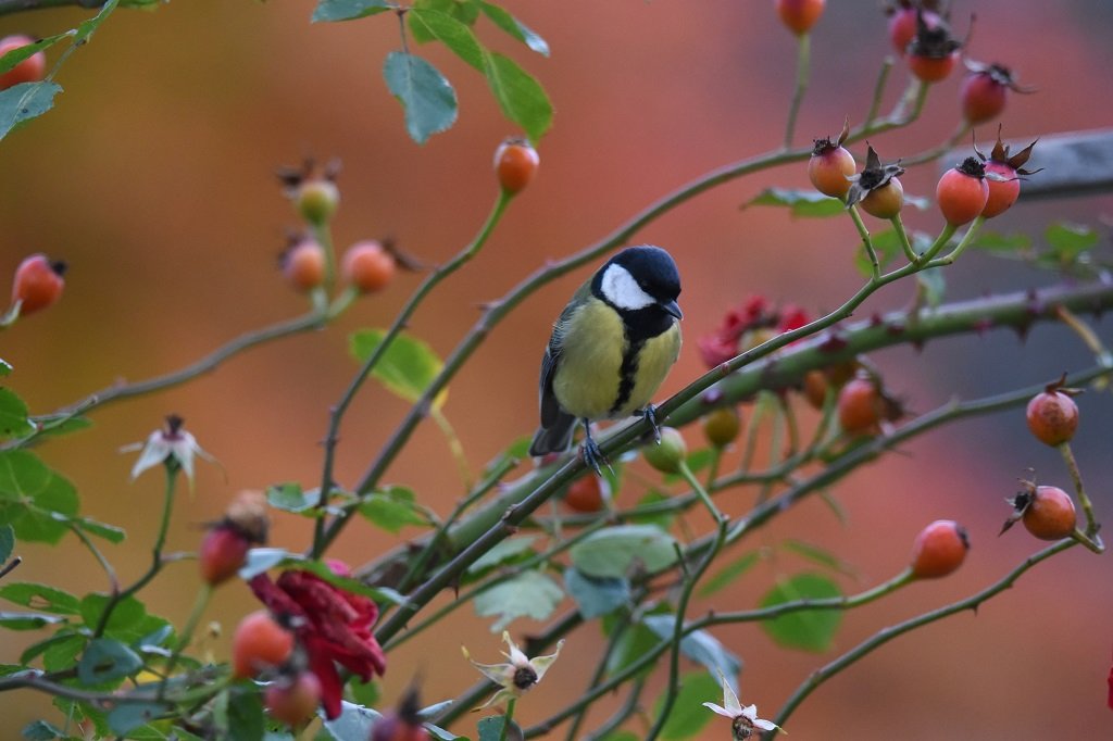 DSC_3739.JPG