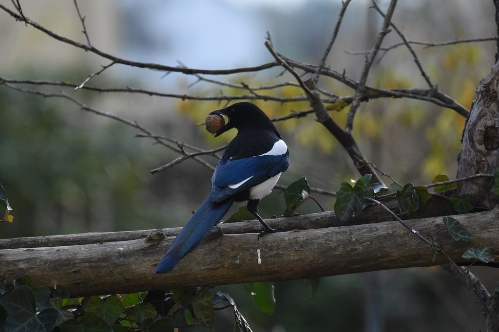 DSC_4038.JPG