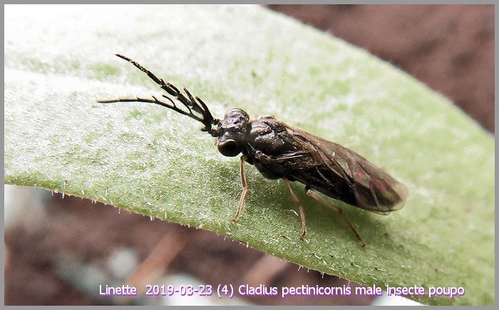 2019-03-23 (4) cladius pectinicornis male insecte pouposm.jpg