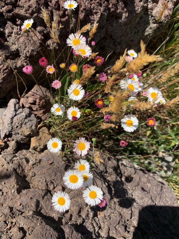 bouquet volcan.jpeg