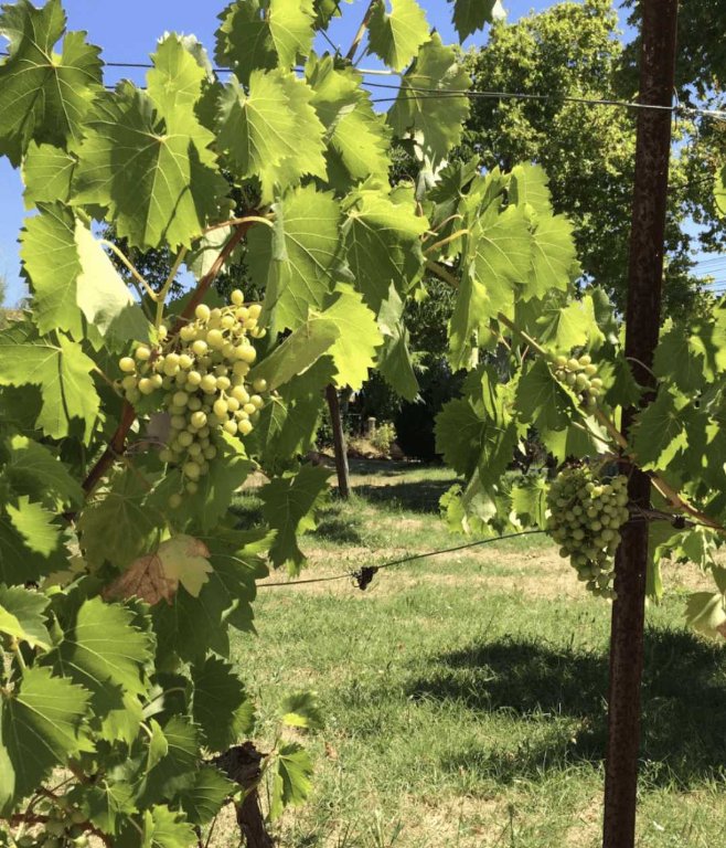 jardin-gabriel-6.jpeg