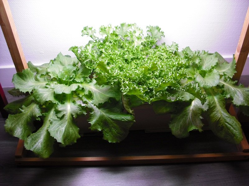 Frisée Scaroles.jpg