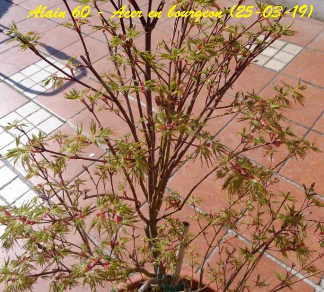 Acer +.JPG