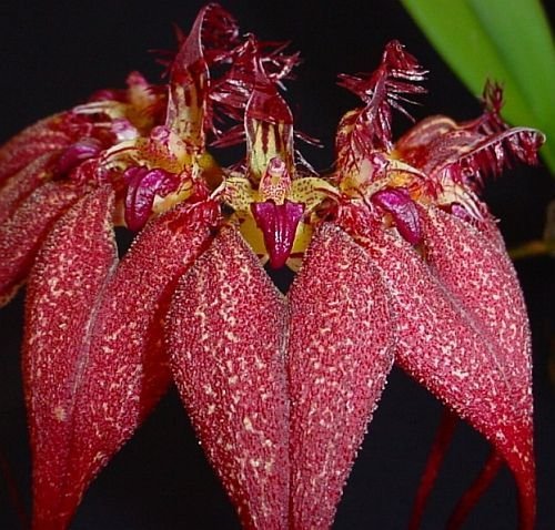 Bulbophyllum_rothschildianum1.jpg