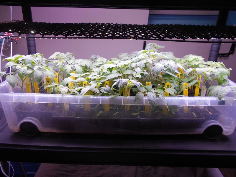 190326 tomates dans poupo 2_1.jpg