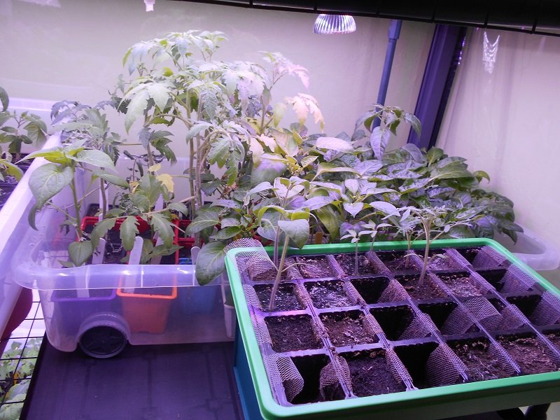 190326 poivrons tomates_1.jpg