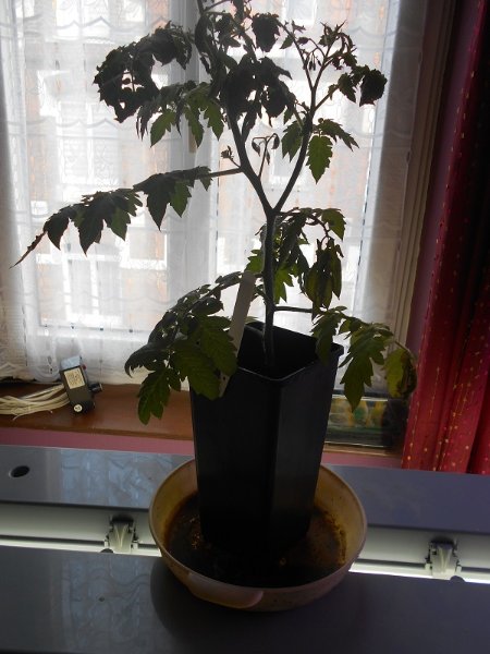 190326 sasha altaï déplacé_1.jpg