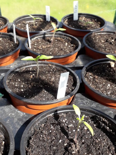 poupo 2 plants.jpg