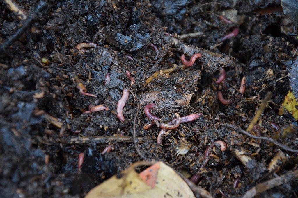 DSC_0287.JPG