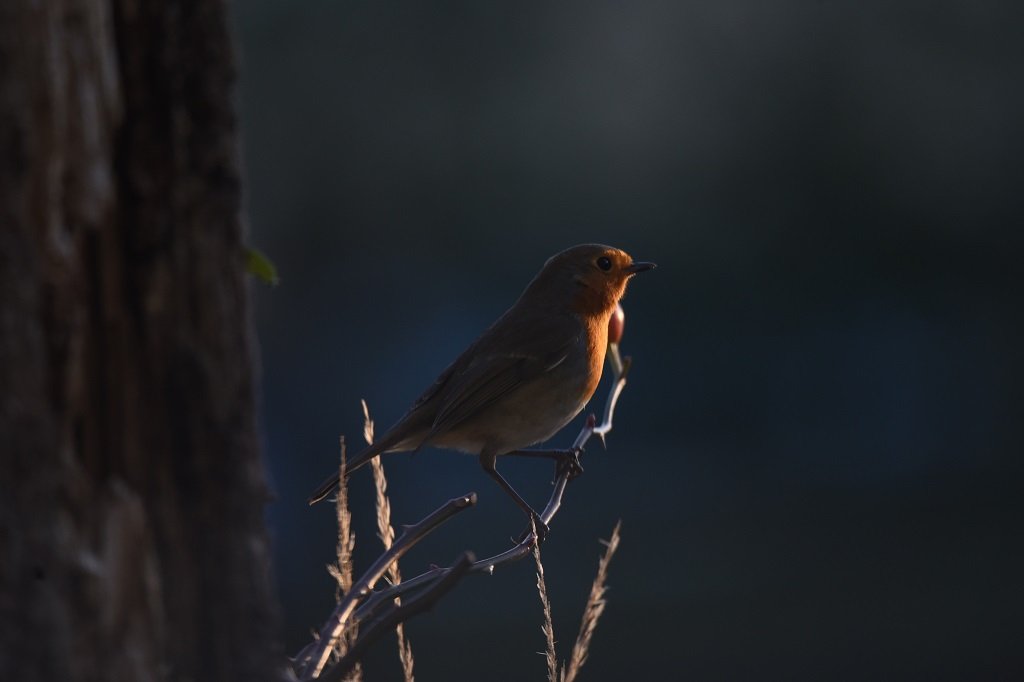 DSC_5652.JPG
