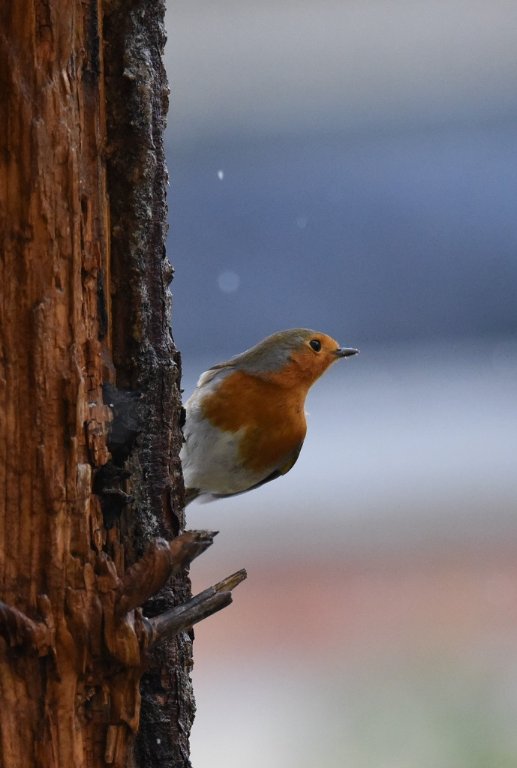 DSC_5973.JPG
