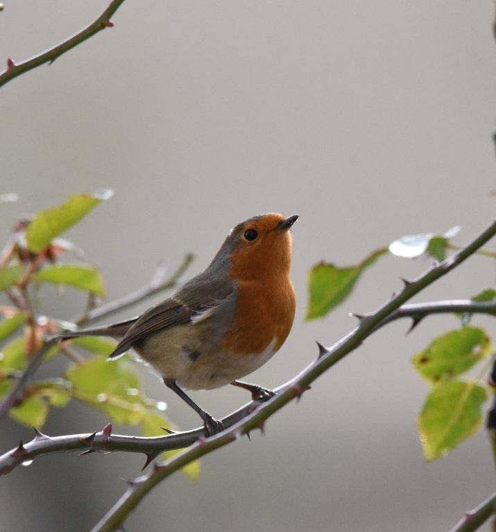 DSC_6011.JPG