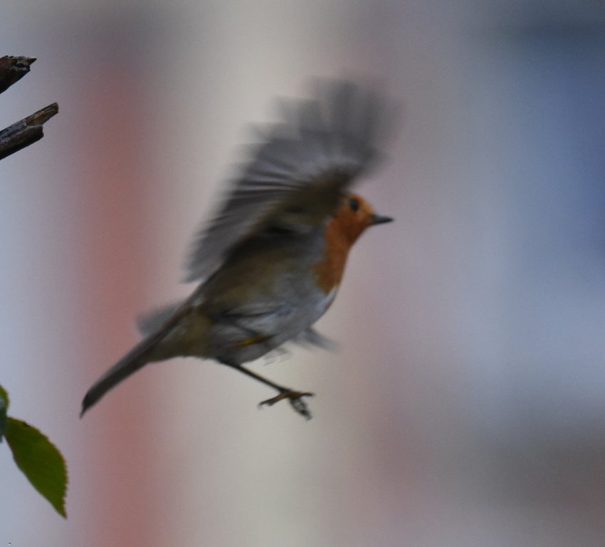 DSC_6558.JPG
