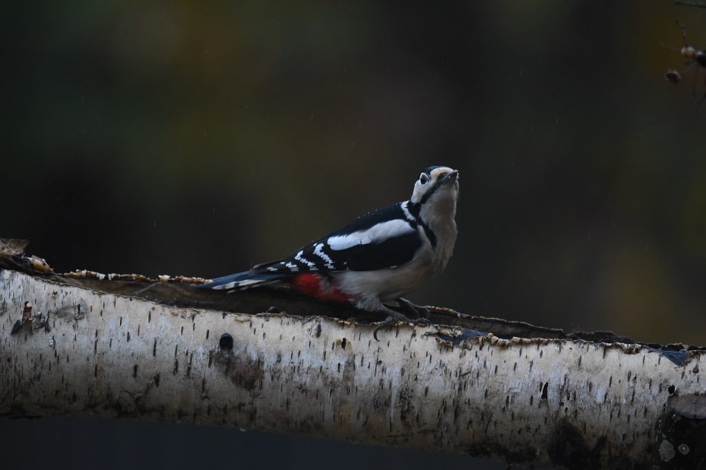 DSC_7203.JPG