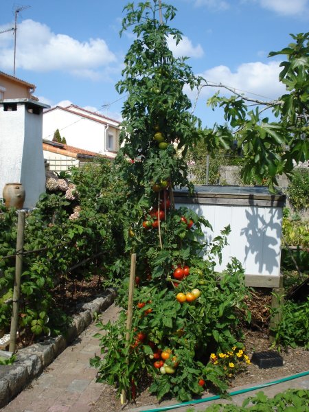 tomates greffées.JPG