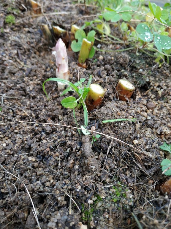 Une asperge qui va être mangée par les limaces