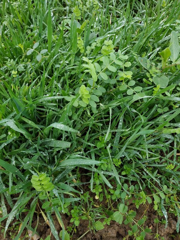 Engrais vert dans un carré