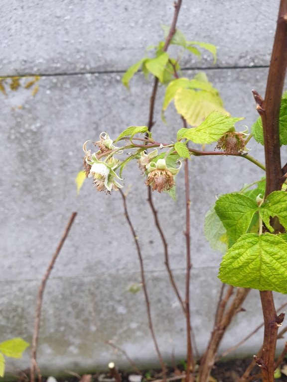 211213 framboisier en fleur.jpg