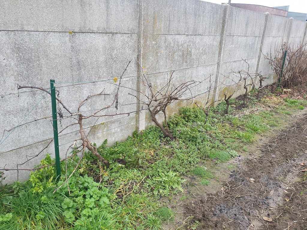 211213 vignes à tailler.jpg