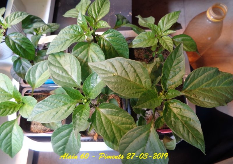 Piments +.JPG