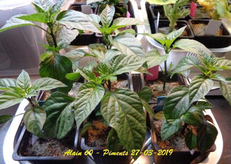 Piments 2 +.JPG