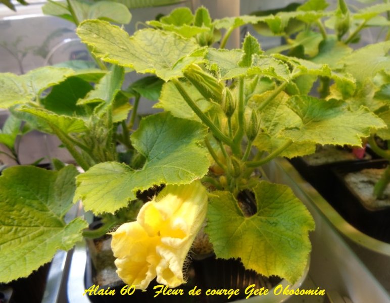 Fleur Gete Okosomin +.JPG
