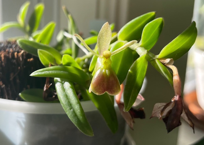 Epidendrum porpax