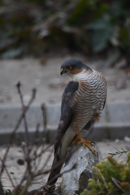 DSC_3501.JPG