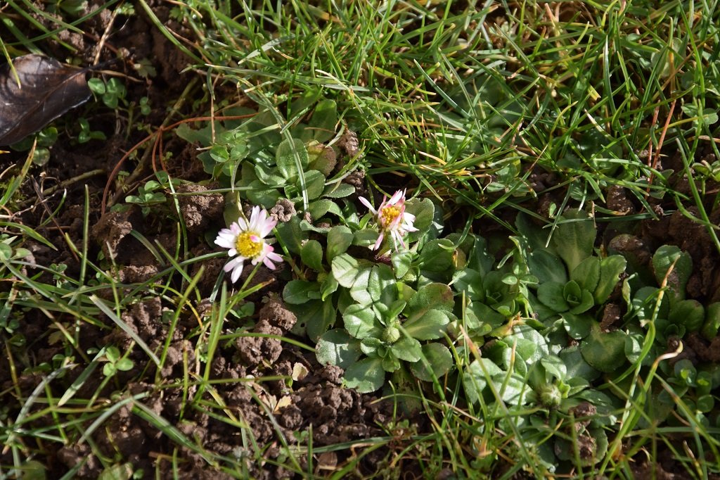 DSC_0160.JPG