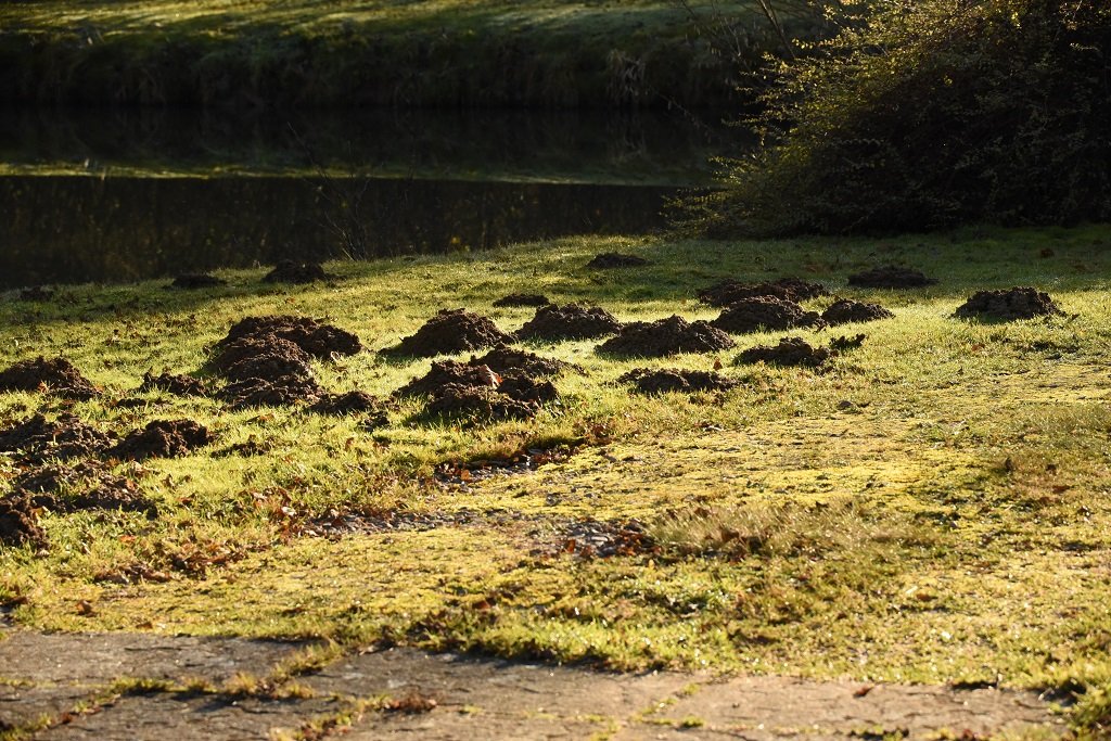 DSC_6076.JPG