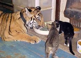 Tigre.jpg