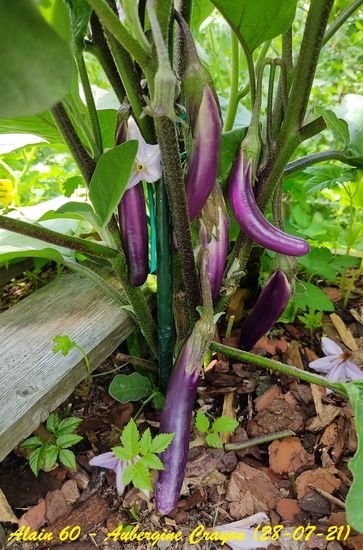 Aubergine Crayon2.jpg