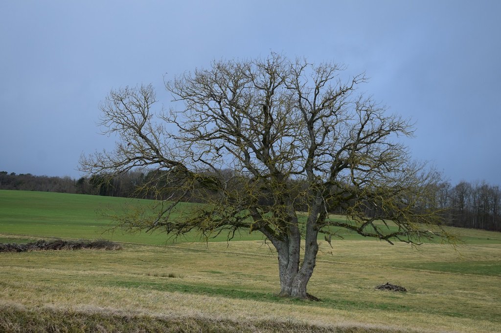 DSC_0221.JPG