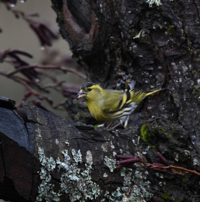 DSC_5785.JPG