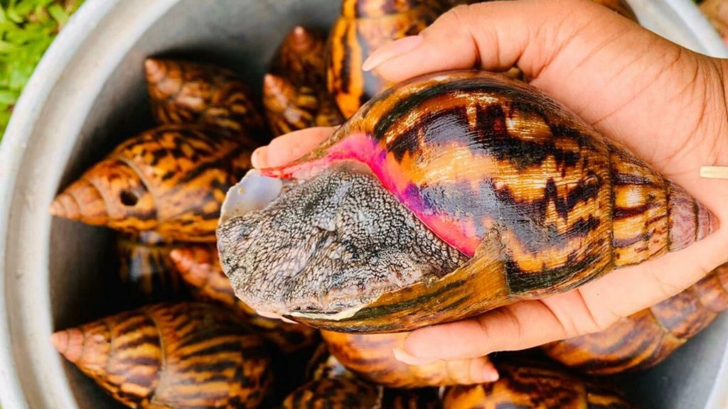 Escargot Achatina.jpg