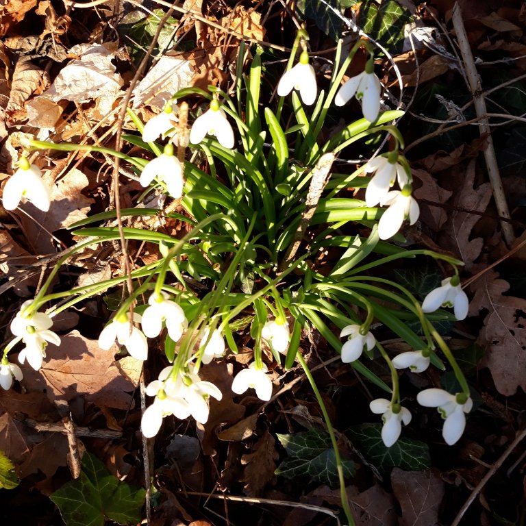 perce neige.jpg