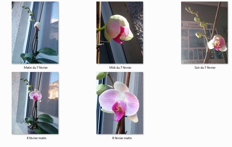 orchidée.JPG