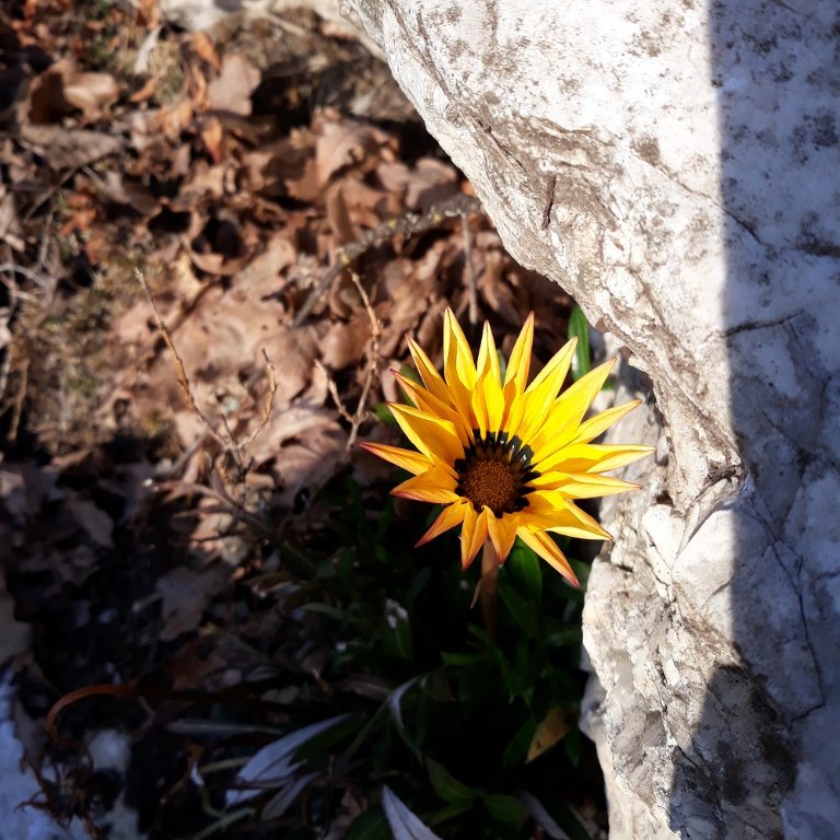 gazania.jpg