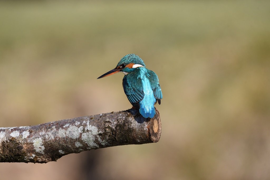 DSC_6176.JPG