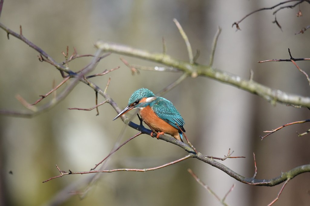 DSC_6185.JPG